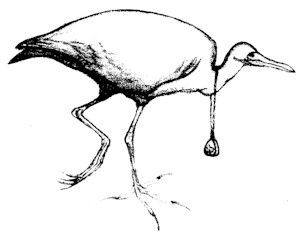 shadbirdsm.jpg (13041 bytes)