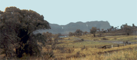 The Stinger on Mt Zamia